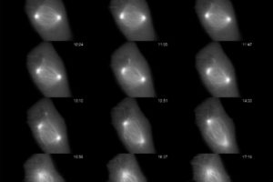 application imagerie de cellules vivantes