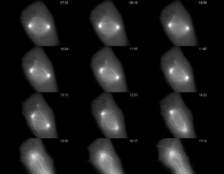 application imagerie de cellules vivantes