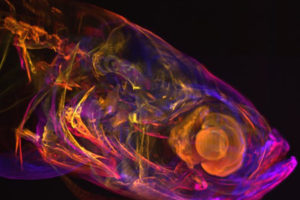 application feuille de lumière