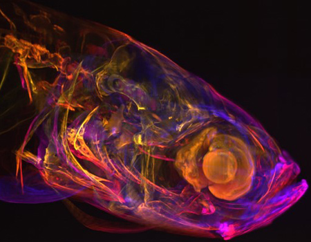 application feuille de lumière