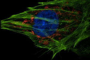 application fluorescence