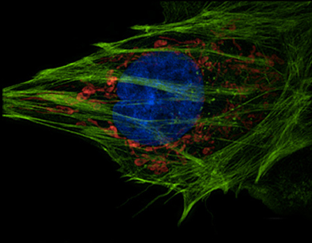 application fluorescence
