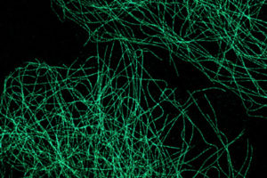 application microscopie de Super Resolution